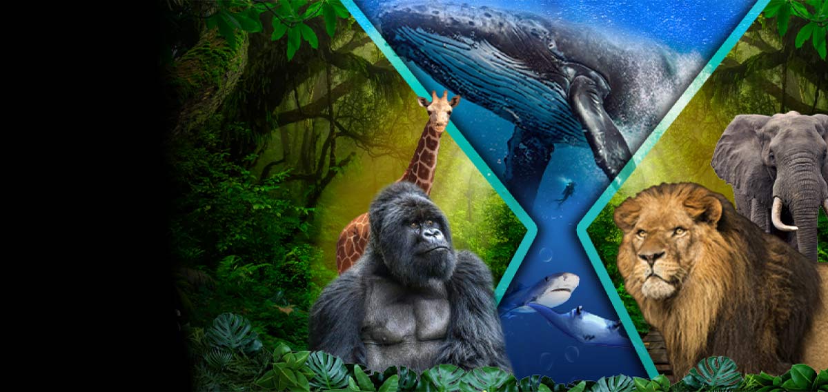 montage of virtual reality footage, including gorillas, whales, and Safari animals