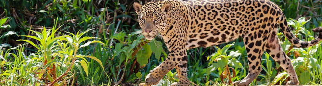 jaguar in the jungle