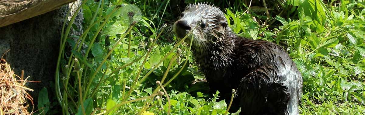 otter kit in the grass