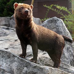 bush dog