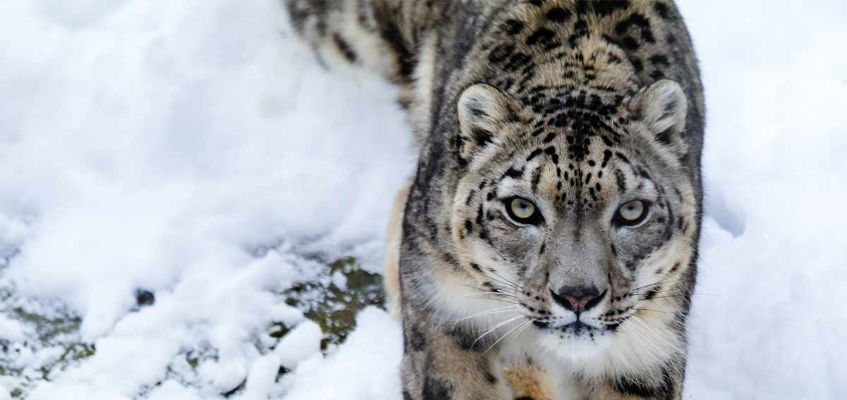 snow leopard