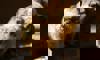 rock hyrax