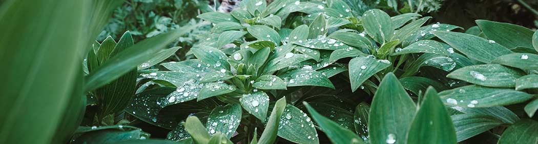 plants in the rain