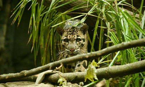 clouded leopard walking among the leaves
