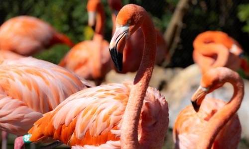 flamingo flock