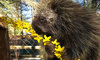 North American porcupine among yellow flowers