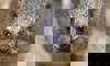 rock hyrax