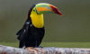 keel-billed toucan