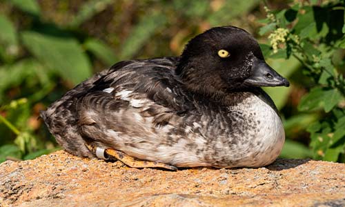 Barrow's goldeneye