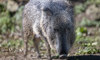 Chacoan peccary