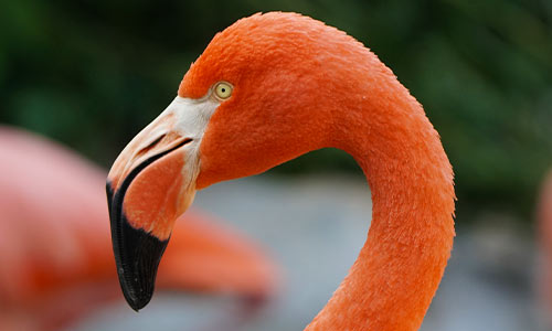 flamingo