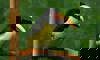 green arcari