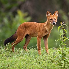 southern dhole