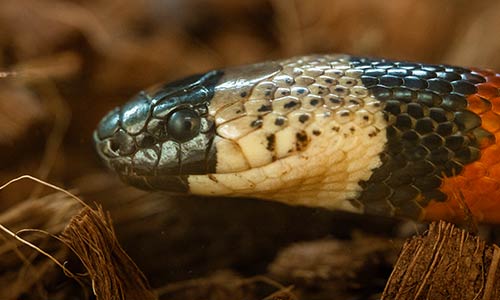 Pueblan milk snake