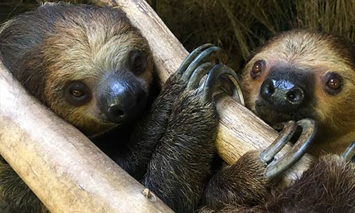 sloth