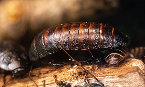 Madagascar hissing cockroach