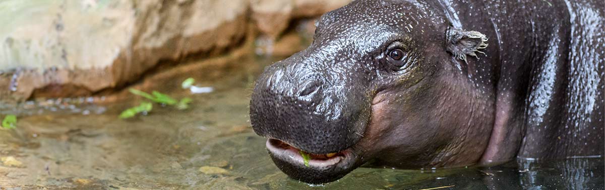 hippo in the water
