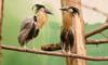 boat-billed heron
