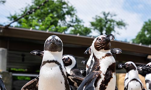 African penguin waddling