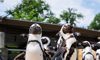 African penguin waddling