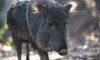 Chacoan peccary