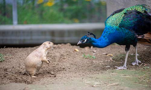 prairie dog and peacock
