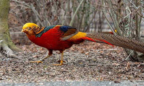 golden pheasant