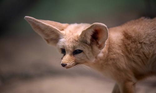 Fennec fox