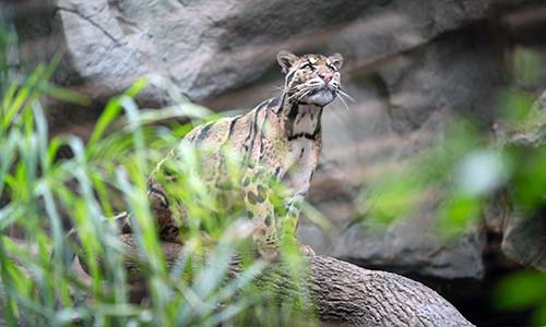 clouded leopard