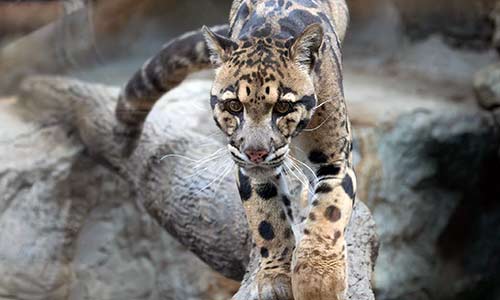 clouded leopard
