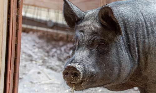 Guinea hog