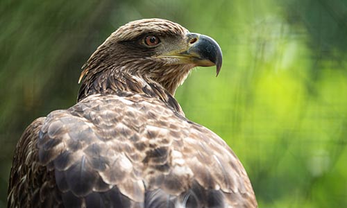 bald eagle