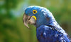 hyacinth macaw