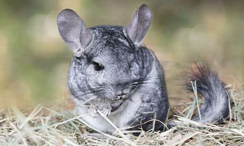 chinchilla