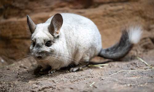 chinchilla