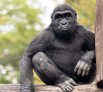 Western lowland gorilla, Pablo