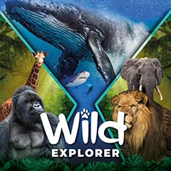montage of virtual reality footage, including gorillas, whales, and Safari animals