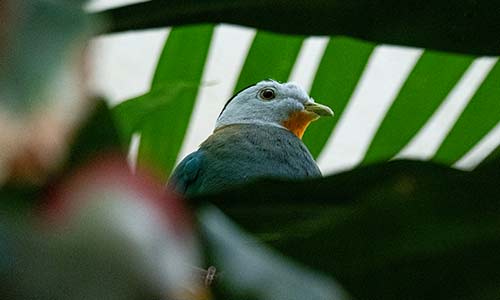 Black-naped fruit dove