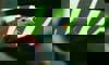 Black-naped fruit dove