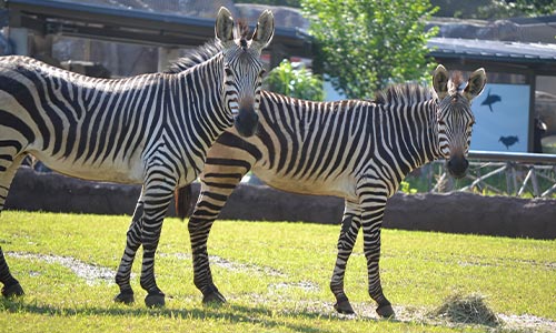Hartmann’s Mountain Zebra