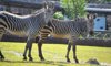 Hartmann’s Mountain Zebra