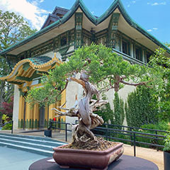 Bonsai Show