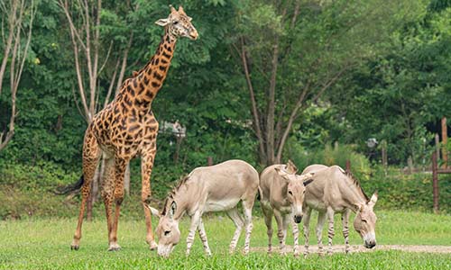 giraffe and Somali wild asses