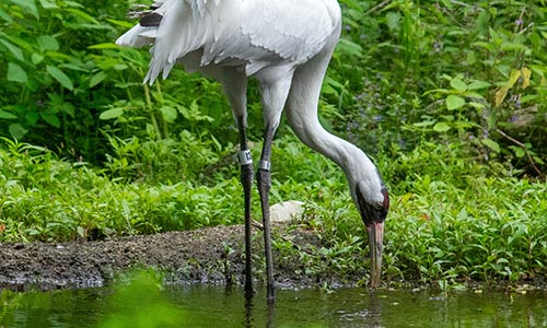 whooping crane