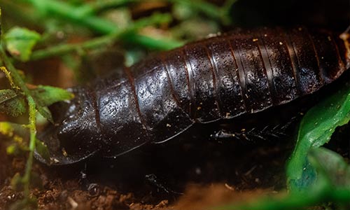 Madagascar hissing cockroach