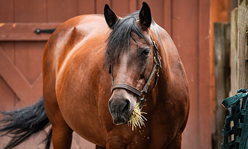 Morgan horse chewing hay
