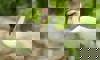 whooping crane