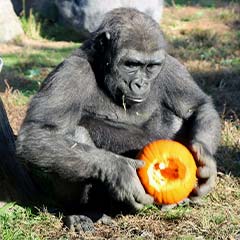 gorilla holding pumpkin enrichment