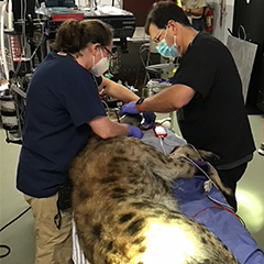 hyena receiving dental exam