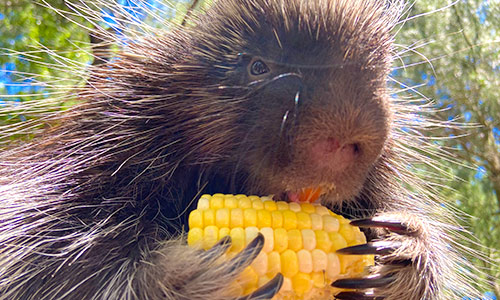 North American porcupine eating an ear of corn